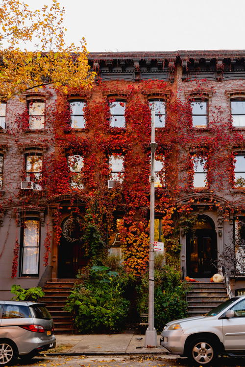 A red brick building with ivy growing in Fort Greene, Brooklyn.