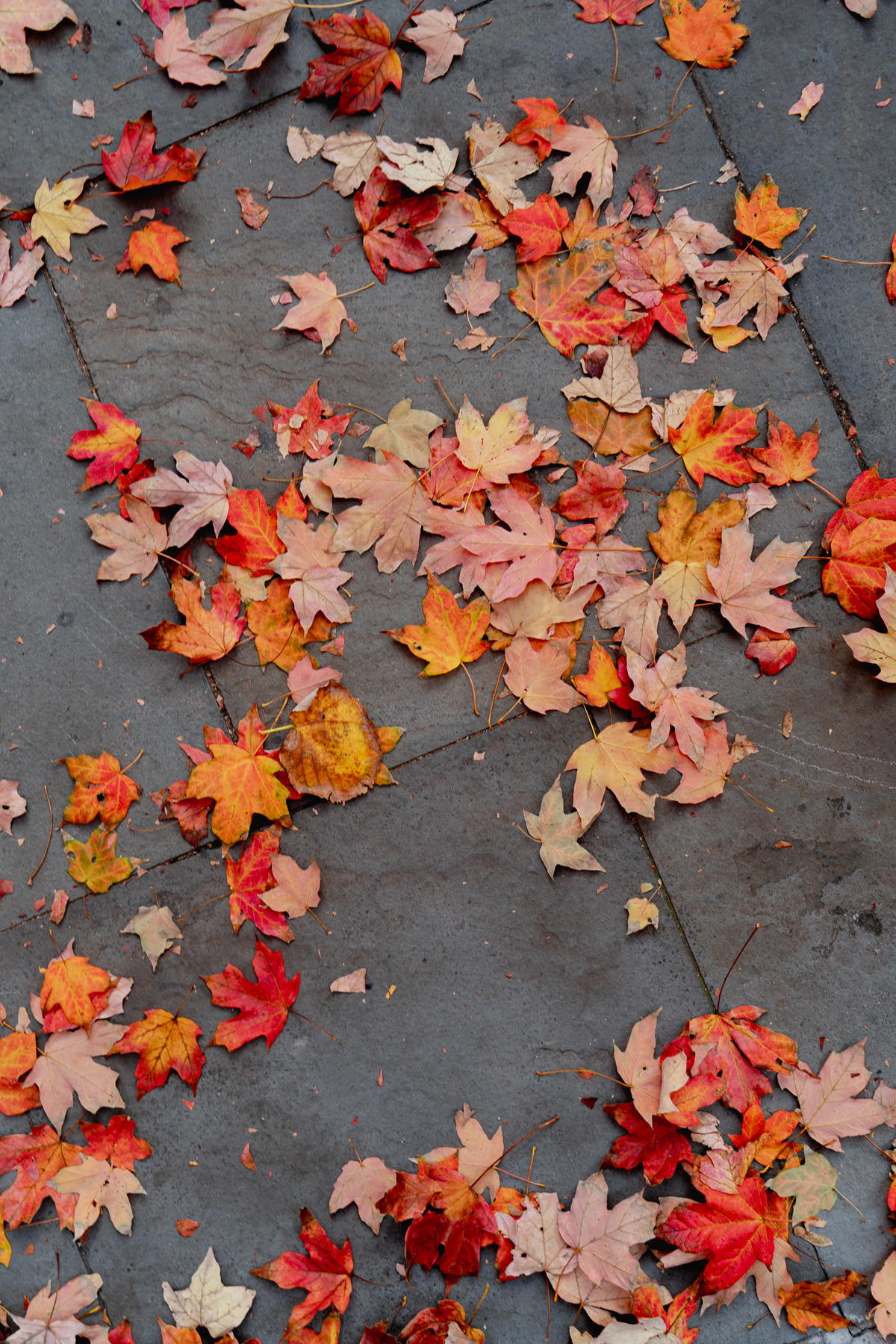 Photos of Peak NYC Fall Foliage in Fort Greene, Brooklyn