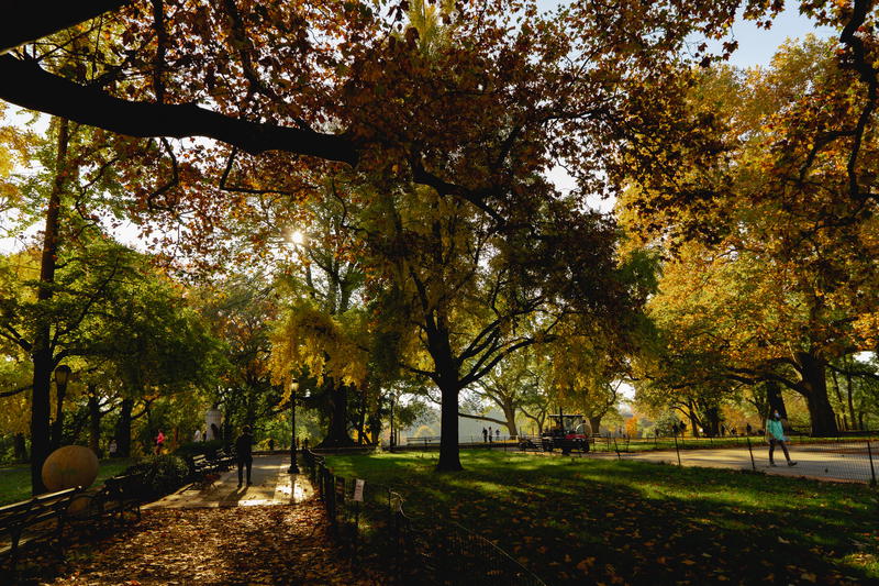 A tree in Fort Greene Park, Brooklyn.