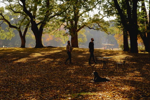 A group of people and a dog enjoyinng themselves in Fort Greene Park, Brooklyn.