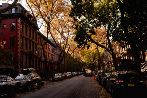A tree-filled street in Fort Greene, Brooklyn.