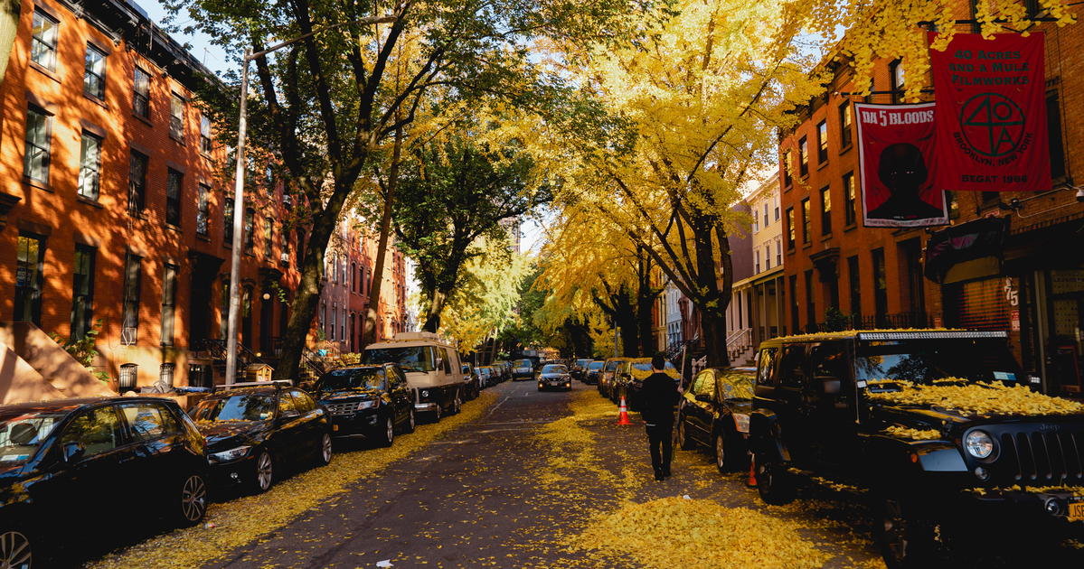 Photos of Peak NYC Fall Foliage in Fort Greene, Brooklyn