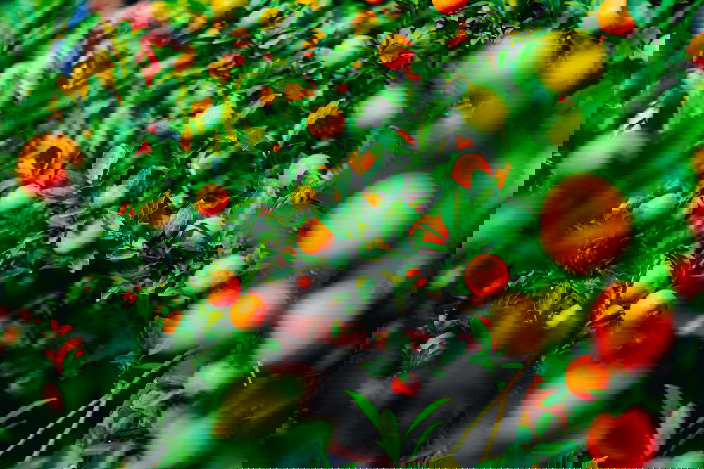 A bunch of oranges are growing on a tree in Vietnam.