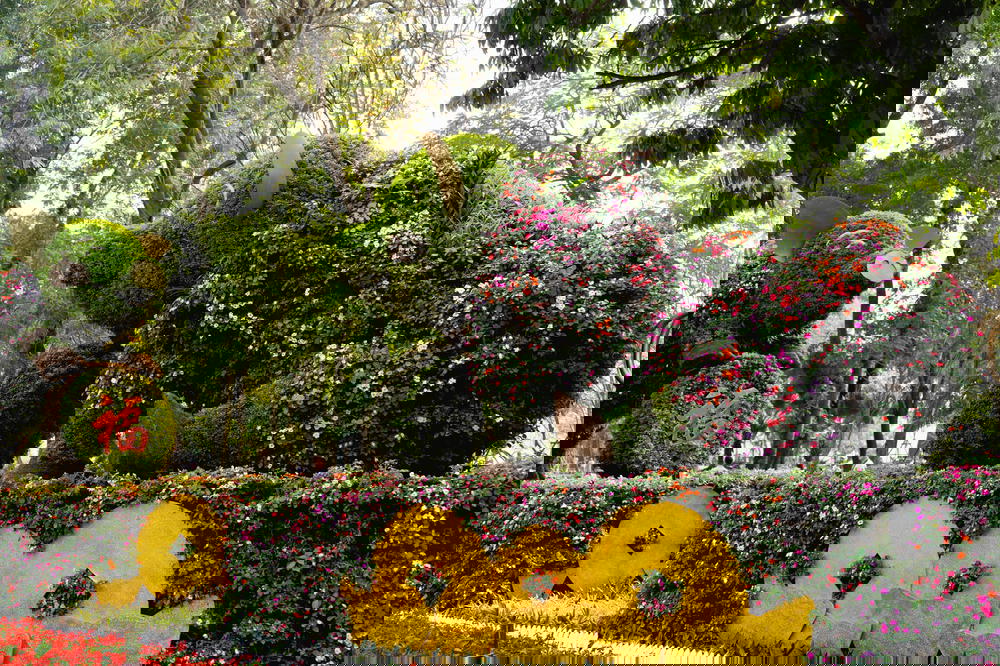 A large group of flowers in a garden in Hanoi, Vietnam.