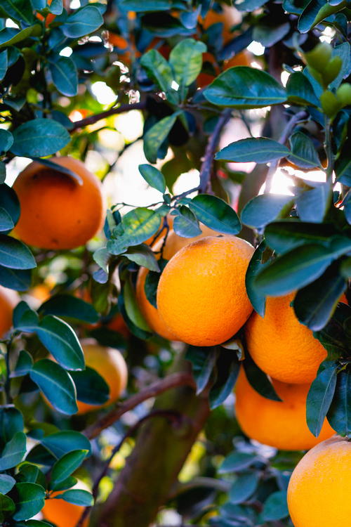 Oranges growing on trees at Den Quan Thanh Hanoi Vietnam