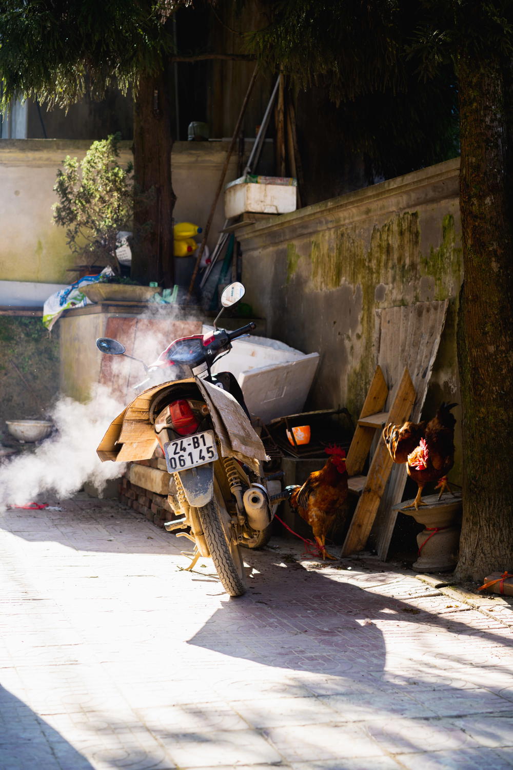 Motorbike in sunrise light in rice terraces on Sapa Vietnam trek