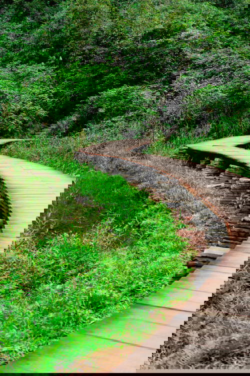 Wooden boardwalk and pathway next to green bushes at Trang An Ninh Binh