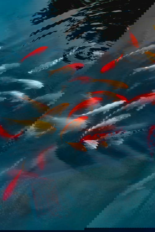 Koi fish in a manmade pond at the ancient capital city complex of Hoa Lu Vietnam