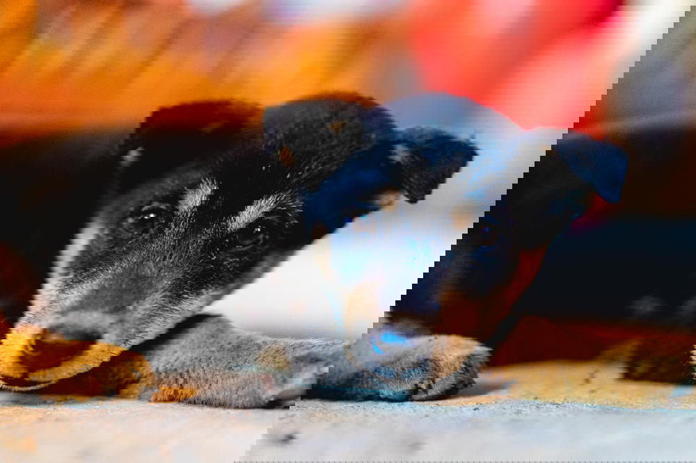 Cute puppy laying on the ground