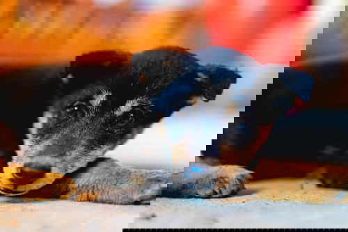 A black and tan puppy resting during a Sapa Trek in Vietnam.