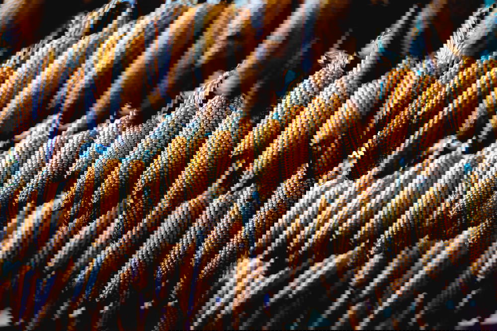 Dried corn hanging from the ceiling