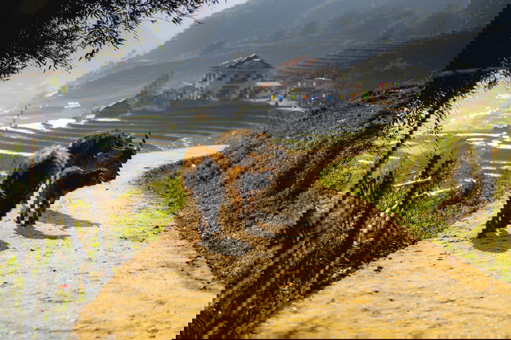 Three water buffalos walking on a dirt path near Sapa, Vietnam