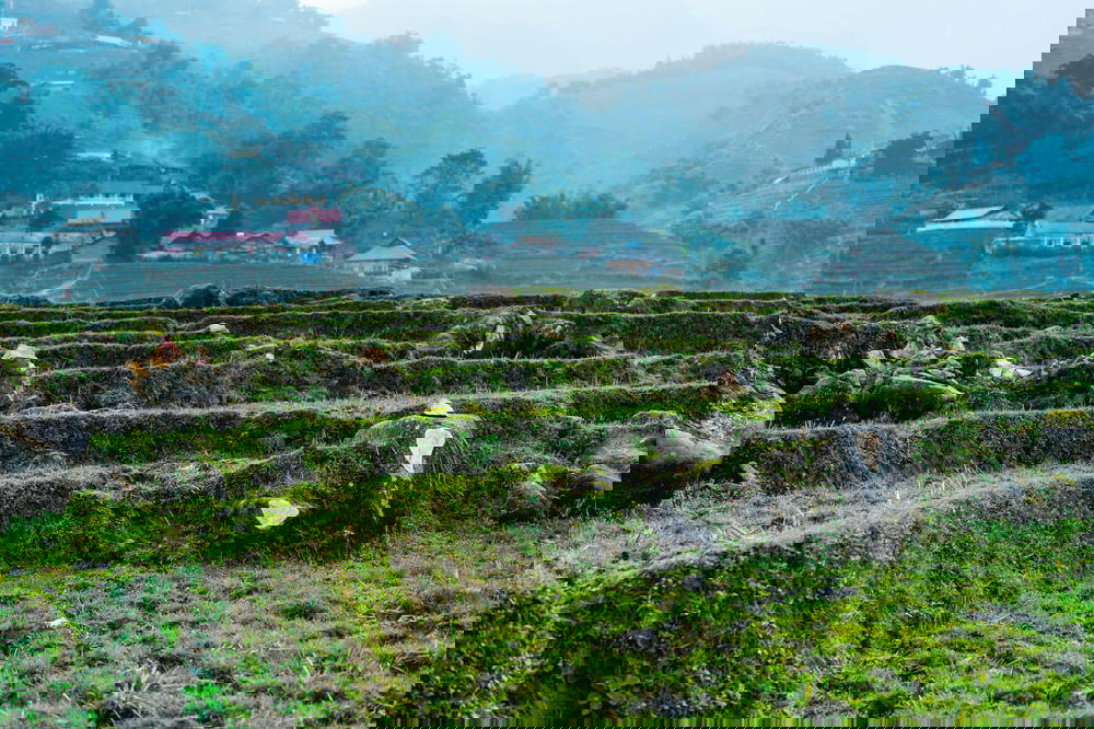Rice paddies in a town near Sapa, Vietnam