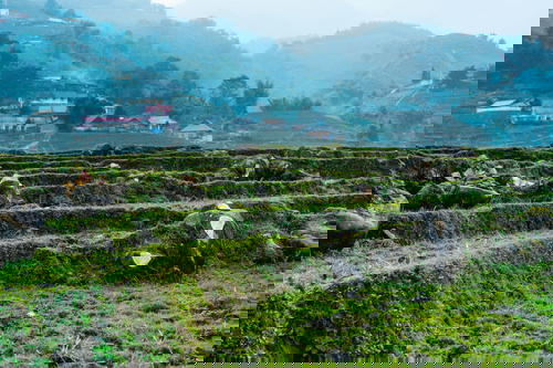 The terraces of a rice field in the mountainous area of Sapa, Vietnam.