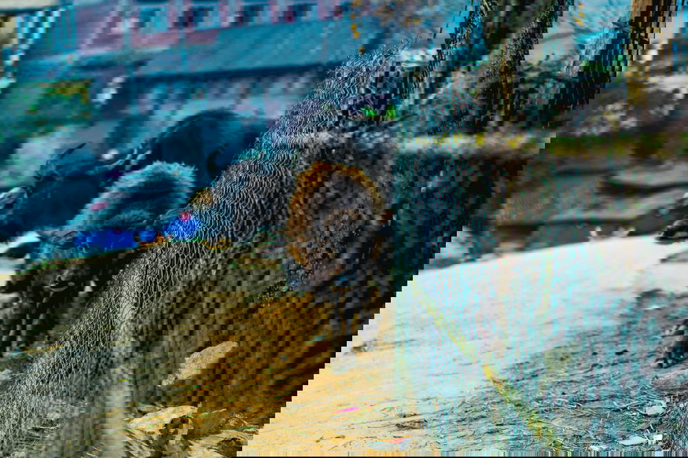 A cow and calf standing next to a fence in Sapa, Vietnam.