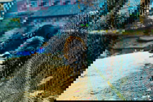 A cow and calf standing next to a fence in Sapa, Vietnam.