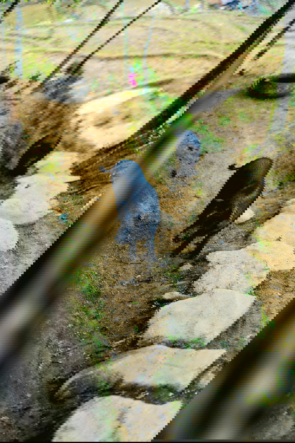 Two black pigs strolling through Sapa's stone path.