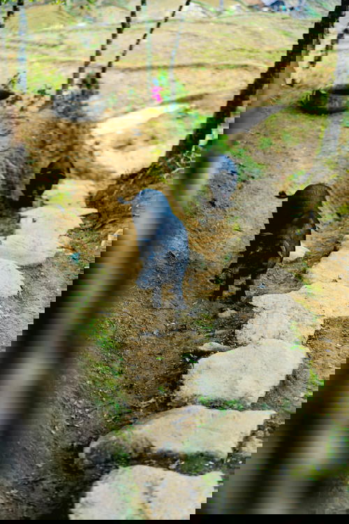 Two black pigs strolling through Sapa's stone path.