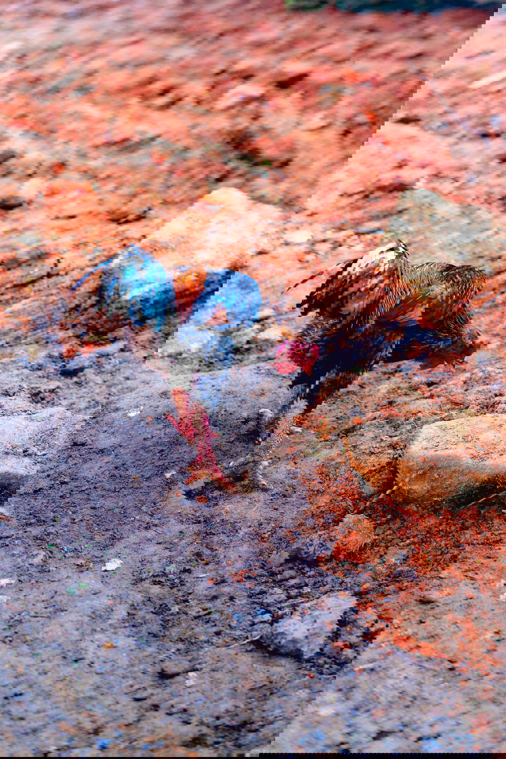 A rooster walking on a dirt road in Sapa, Vietnam.