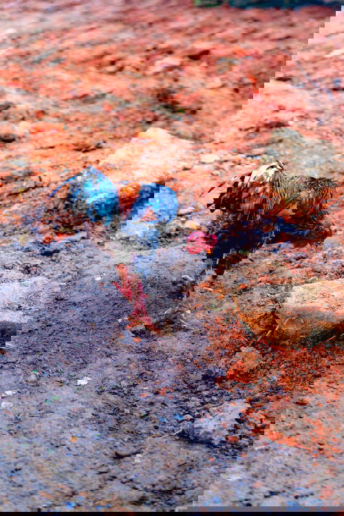 A rooster walking on a dirt road in Sapa, Vietnam.