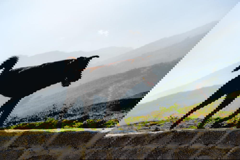 A black dog walking on a stone wall in Vietnam during a Sapa Trek.