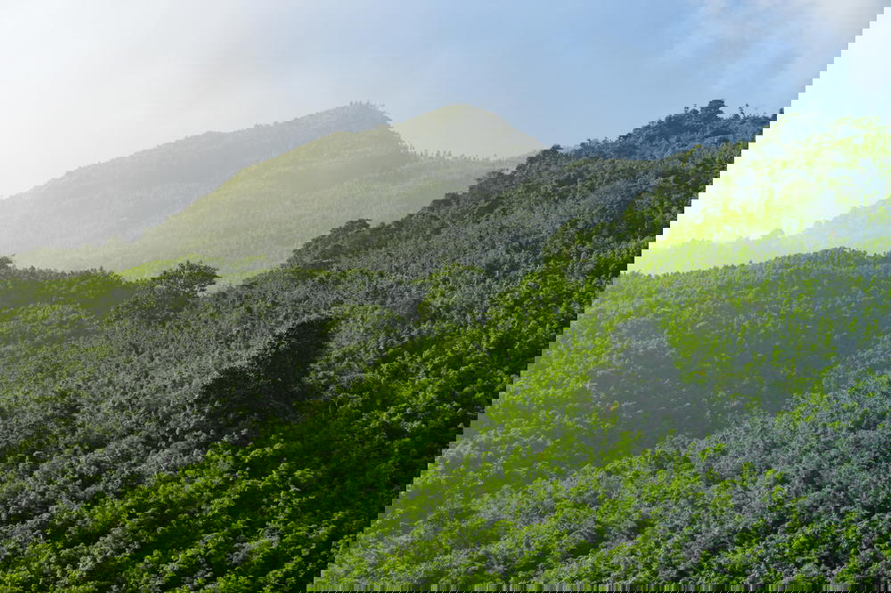 A Vietnam mountain covered in green trees with a blue sky during the Sapa Trek.