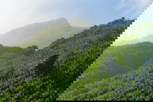 A Vietnam mountain covered in green trees with a blue sky during the Sapa Trek.