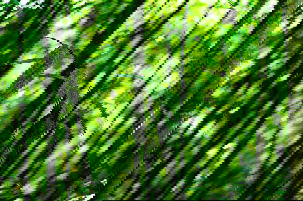 A close-up of a bamboo tree in the Sapa forest.