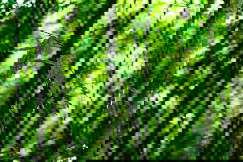 A close-up of a bamboo tree in the Sapa forest.