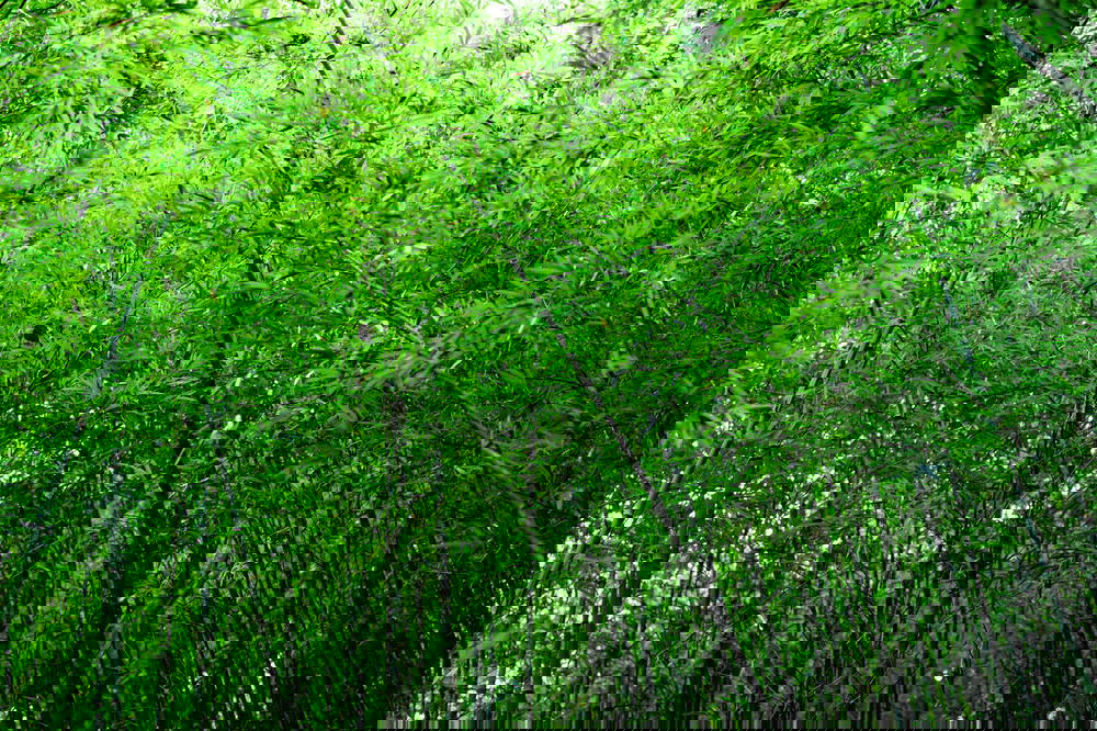 An image of a bamboo forest with green trees in Vietnam.