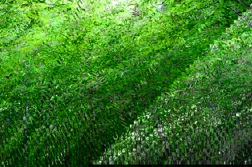 An image of a bamboo forest with green trees in Vietnam.