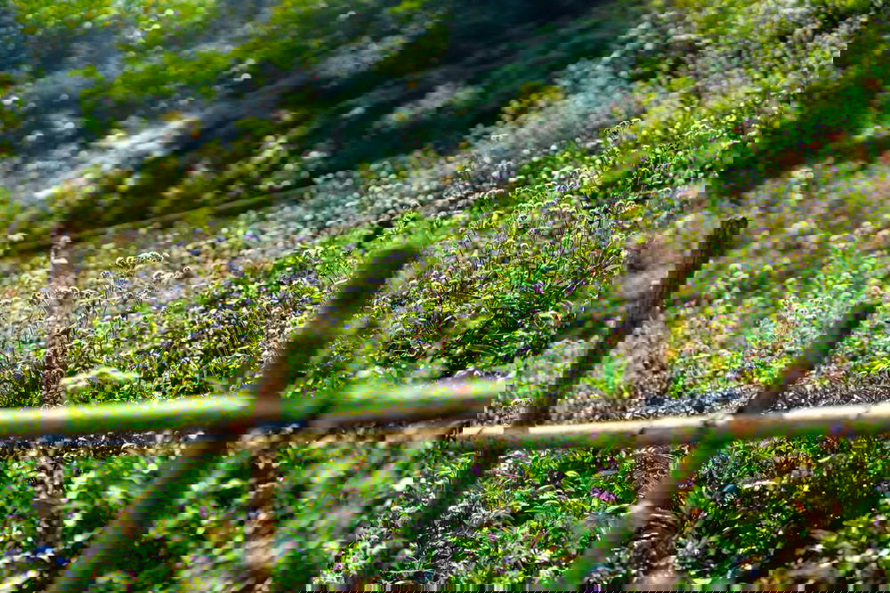 A wooden fence adorned with vibrant flowers in Sapa, Vietnam.