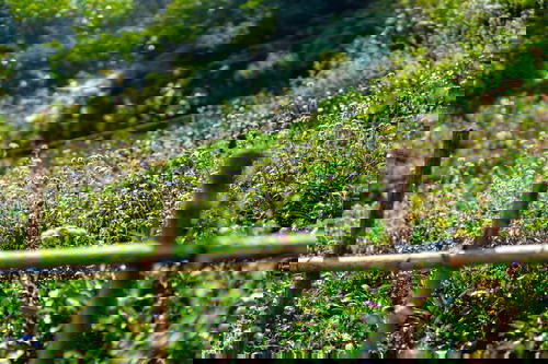 A wooden fence adorned with vibrant flowers in Sapa, Vietnam.