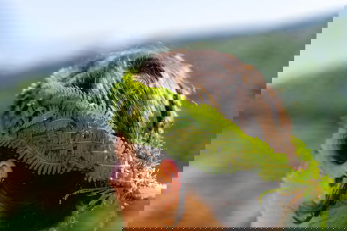 A woman wearing a fern headband in Sapa, Vietnam.