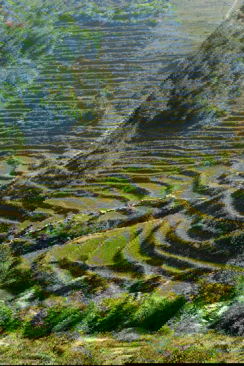 Terraced rice fields in Sapa during winter